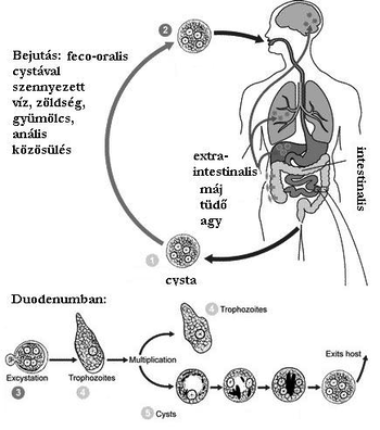 Emésztőrendszeri parazitózis