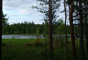 Erdős terület a tó partján Erdős terület látható, amely egy tó partján helyezkedik el, fák és víz tükröződésével.