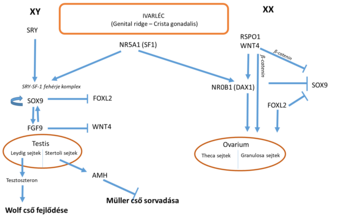 Folyamatábra, amely különböző lépéseket és kapcsolódásokat mutat be, jelmagyarázattal.