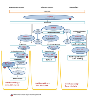 Diagram a mellékvesekéreg hormon szintézisének folyamatáról, mineralokortikoidok, glükokortikoidok és androgének szintézisével.