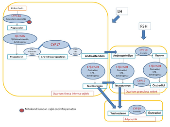 Szteroid hormonok szintézisének folyamata Diagram a szteroid hormonok szintézisének folyamatáról, enzimekkel és hormonokkal.