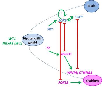 Bipotenciális gonád és nemi differenciálódás folyamata Diagram a bipotenciális gonád fejlődéséről és nemi differenciálódásról, gének szerepével.