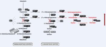Szteroid hormonok szintézisének folyamata Diagram a szteroid hormonok szintézisének folyamatáról, enzimekkel és hormonokkal.