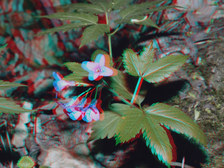 3D hatású anaglif fotó egy erdei növényről, lila virágokkal és zöld levelekkel