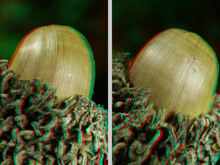 3D anaglif fotó, amely két különböző szögből mutatja a makkot, részletes textúrával.
