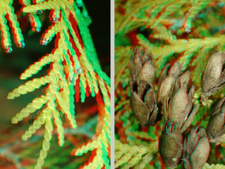 3D anaglif fotó növény ágairól és terméseiről 3D hatású anaglif fotó, amely egy növény ágainak és terméseinek részleteit mutatja.