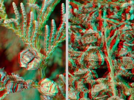 3D hatású anaglif fotó növény terméseiről és leveleiről, részletekben.