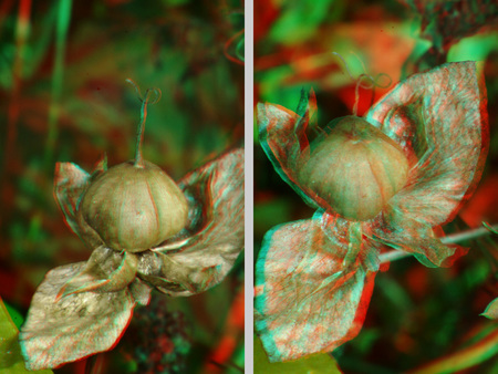 Egy növény termése látható 3D anaglif technikával készült képen.