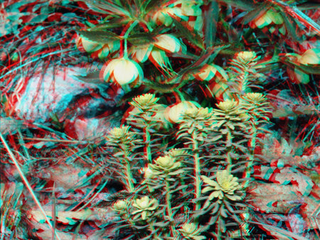 3D hatású anaglif fotó növényekkel és levelekkel a talajon.