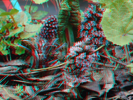 3D hatású anaglif fotó növényekkel és levelekkel, piros-kék színben.