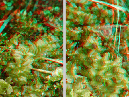 3D hatású anaglif fotó növényekről, piros-kék színű megjelenítéssel.