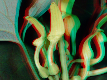 Színes anaglif technikával készült 3D hatású növényi részlet.