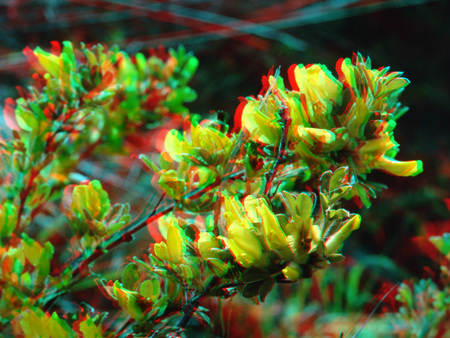 Anaglif technikával készült 3D kép, amely sárga virágokat és zöld leveleket ábrázol.