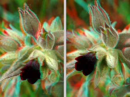 3D hatású, vörös-kék anaglif technikával készült fotó egy virágról.