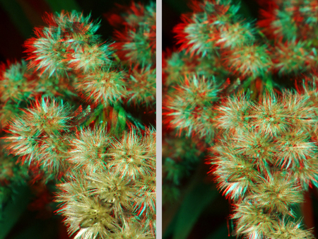 3D Anaglif Virágok 3D hatású anaglif fotó virágokkal, piros és zöld színű elemekkel.