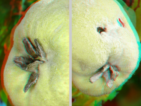 3D hatású birsalma gyümölcsök Két birsalma gyümölcs 3D hatású képen, érett állapotban.