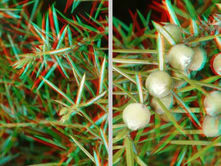 3D hatású boróka növény levelekkel és bogyókkal, anaglif kép