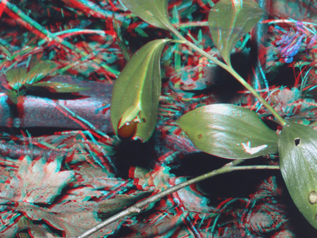 3D hatású fotó egy erdei környezetről, levéllel és piros bogárral