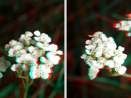 Fehér virág 3D hatással, vörös és kék színű eltolással