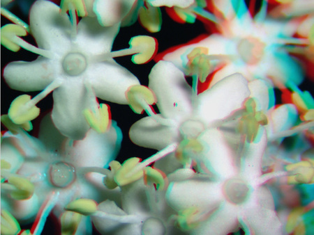 Fehér virágok láthatók 3D hatású megjelenítéssel, közelről fotózva.