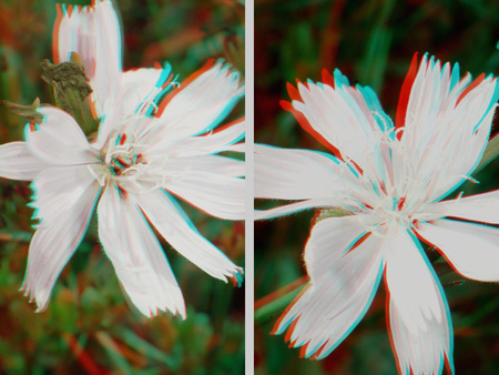 Két fehér virág 3D hatású megjelenítéssel, természetes háttérrel.