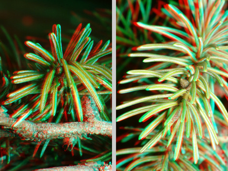 3D hatású fenyőág tűlevelekkel, anaglyph kép