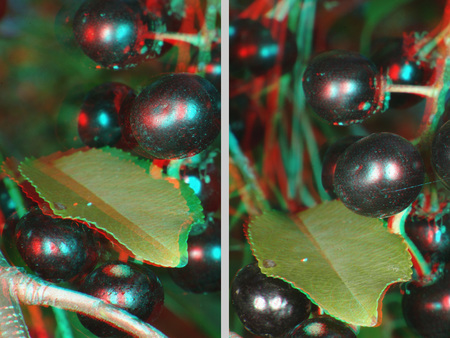 3D hatású fotó fekete bogyókkal és zöld levelekkel, természetes környezetben