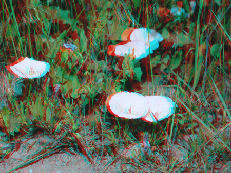 3D hatású fotó fehér virágokkal és zöld növényekkel a földön, természetes környezetben.