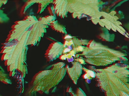 3D hatású növény, amely csalánra hasonlít, levelekkel és virágokkal