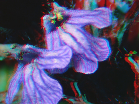 Lila virág 3D hatású színes elmosódással, növény és virágszirom.