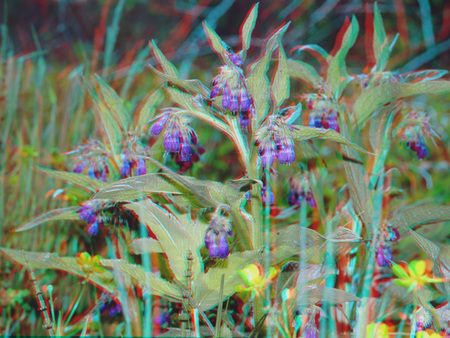 3D hatású fotó növényekről, lila virágokkal és zöld levelekkel a természetben.