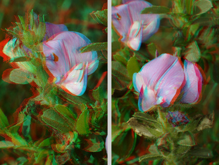 3D hatású virág rózsaszín szirmokkal és zöld levelekkel, növény