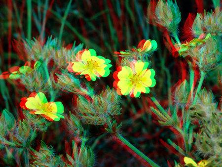 3D hatású kép sárga virágokkal, amely egy növényt ábrázol a természetben.