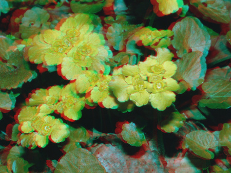 A képen egy 3D hatású, színes virágokkal teli növény látható, amely anaglif technikával készült.