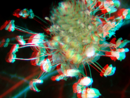 Egy virág látható 3D hatású anaglif megjelenítéssel, piros és kék színekben.