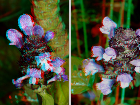 Egy virág 3D hatású, színes megjelenítéssel, anaglyph technikával ábrázolva.