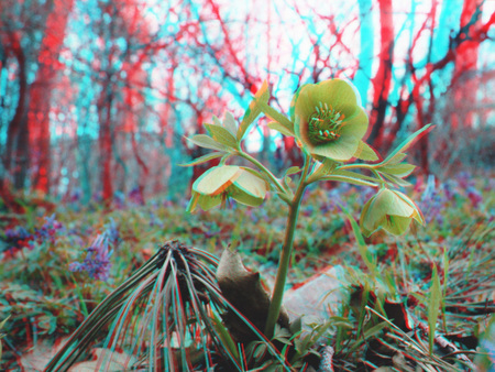 Egy virág az erdőben, 3D hatású színezéssel, körülötte fák és növények.