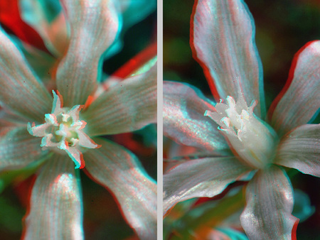 Két virág látható, amelyek 3D hatásúak, piros és kék színű szűrőkkel.