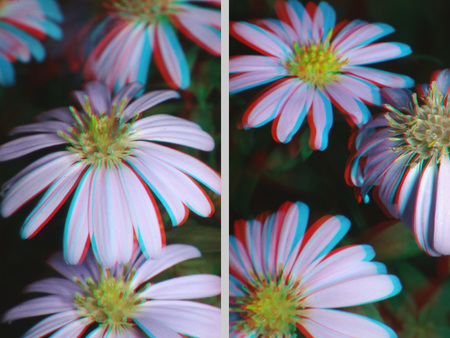 Virágok 3D hatással, sztereoszkópikus megjelenítésben, anaglif technikával.