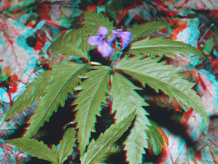 Zöld növény lila virággal, 3D hatású megjelenítéssel, levelek és virágok láthatók.