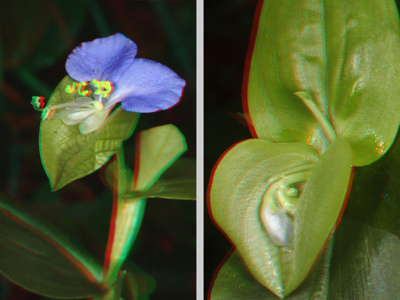 3D hatású kép, amelyen egy kék virág és egy zöld levél látható.