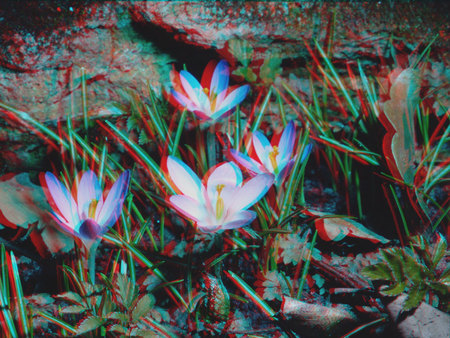 3D krókuszvirágok sziklás környezetben 3D hatású krókuszvirágok láthatók egy sziklás környezetben, tavaszi hangulatot árasztva.