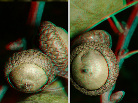 Két makkok láthatók 3D hatású képként, természetes környezetben.