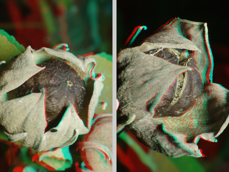 A képen egy mogyoró termés látható, amely 3D hatású képként van ábrázolva, piros-kék anaglyph stílusban.
