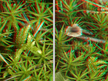 3D hatású moha és gomba piros-kék anaglif technikával, természetes környezetben.