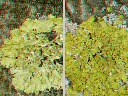 Színes, 3D hatású moha vagy zuzmó látható természetes környezetében.