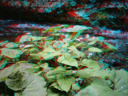 3D hatású növény látható, amely egy erdős területen nő, levelekkel és virágokkal.