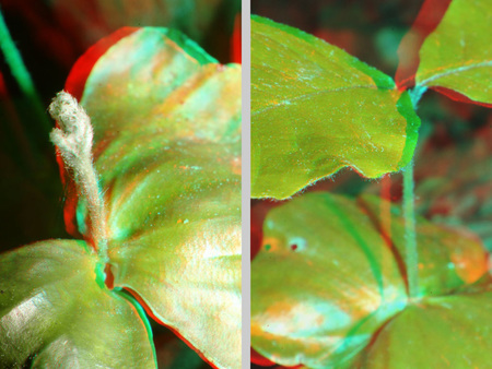 Növény levelei 3D hatású képként, anaglyph technikával megjelenítve.