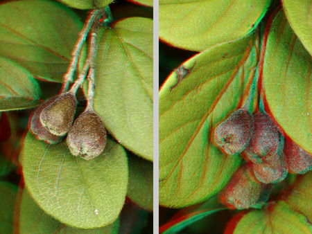 3D hatású növény levelei és bimbói Növény levelei és bimbói 3D hatású képen, zöld és piros színekben.