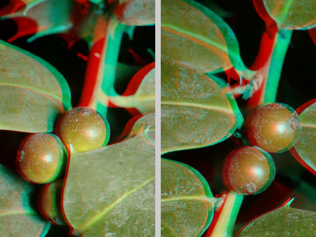 3D hatású kép zöld levelekkel és bogyókkal, anaglyph stílusban